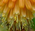 Kniphofia uvaria